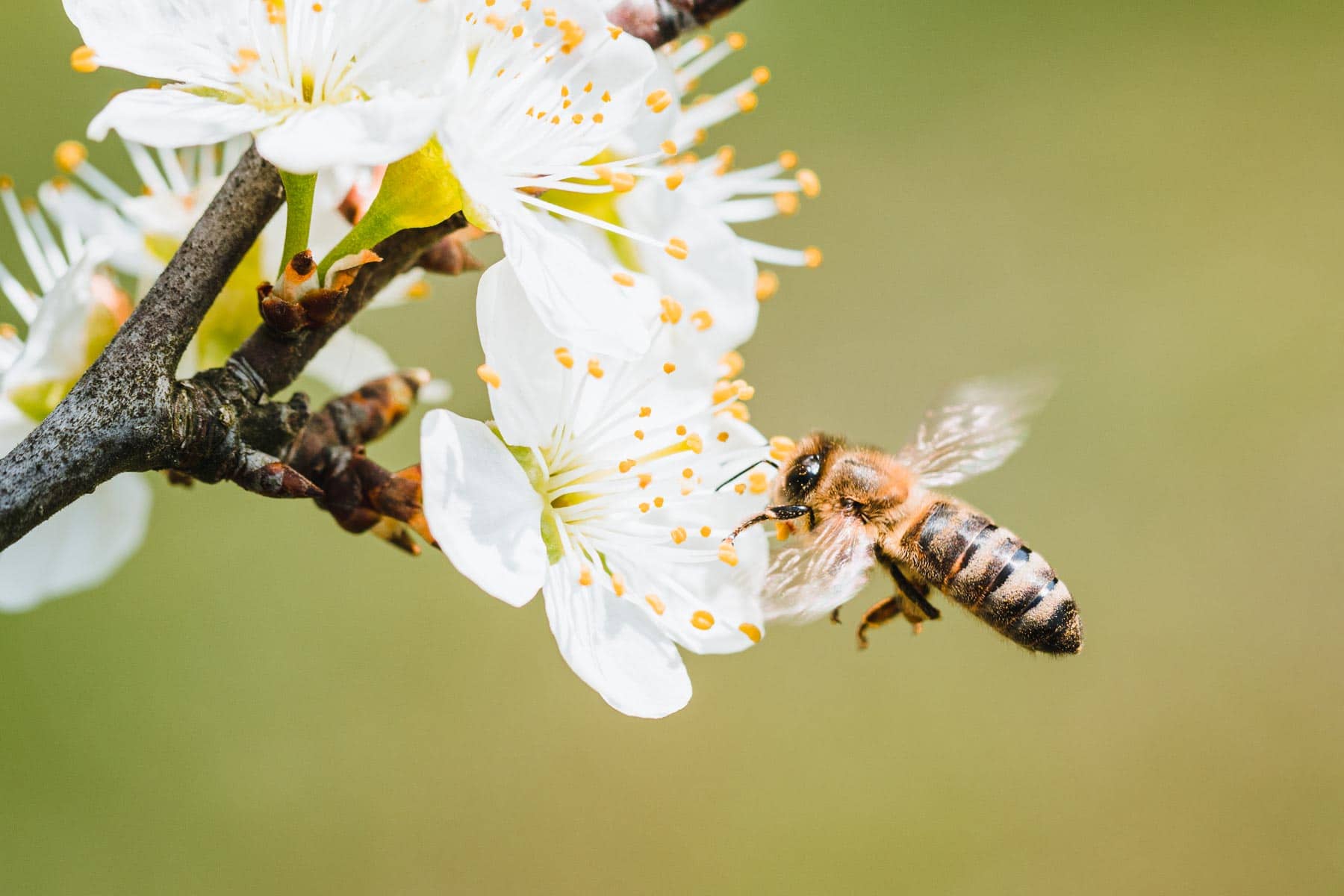 amplatz-honig-bio-bienenhonig-sinabelkirchen-1